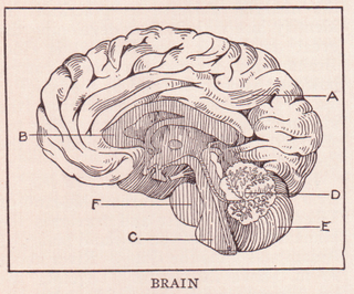 Pictured: Brain.